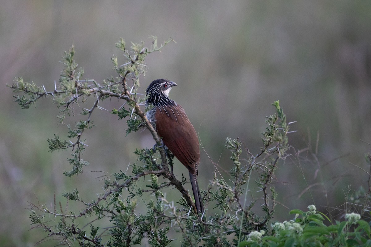 White-browed Coucal - ML620928659