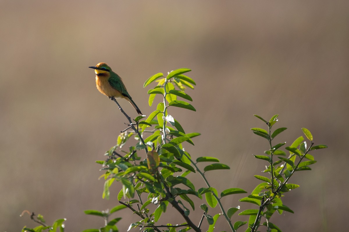 Little Bee-eater - ML620928668