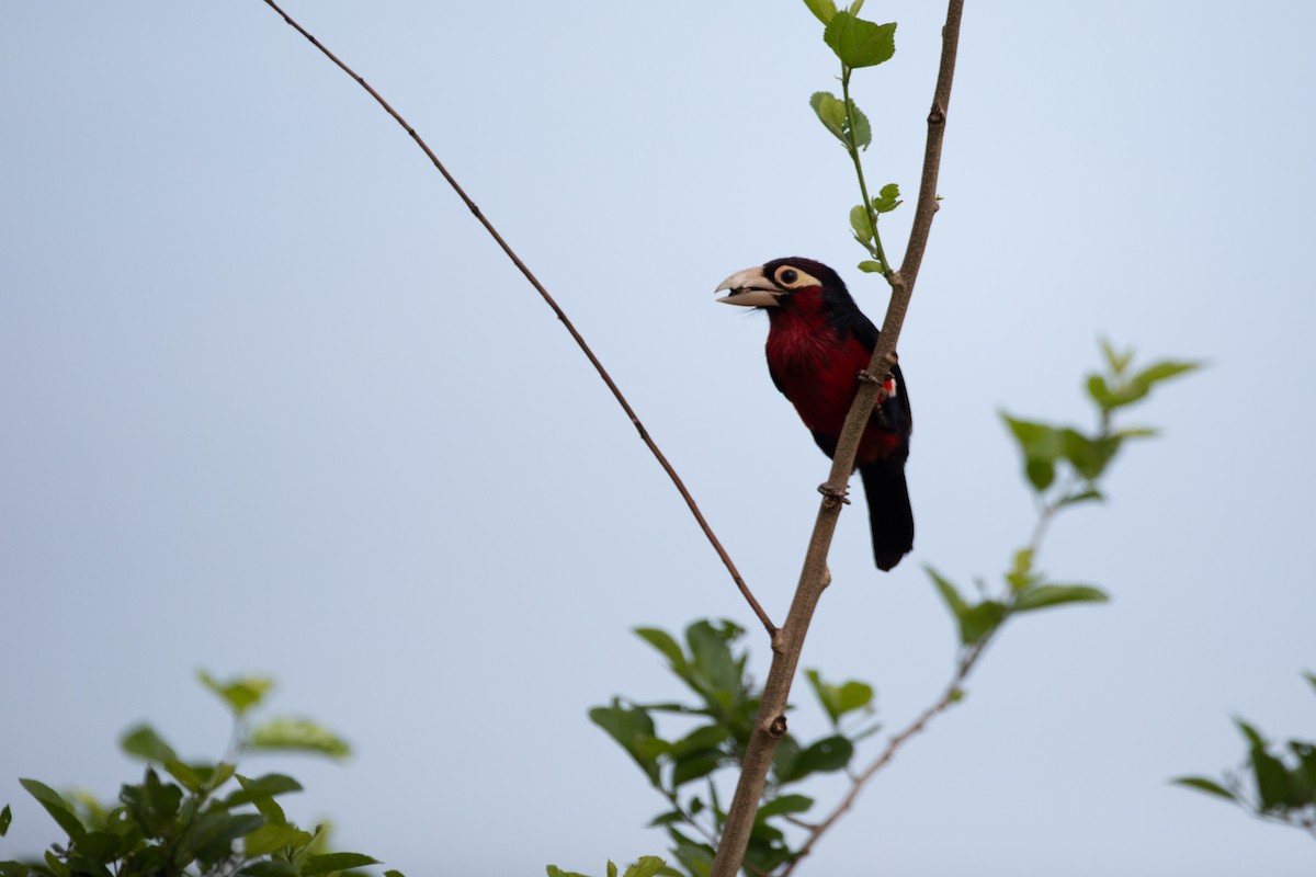 Double-toothed Barbet - ML620928671