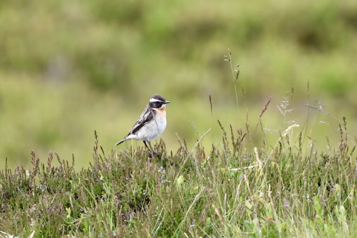 Whinchat - ML620928676