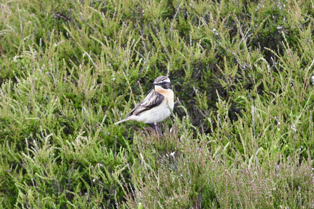 Whinchat - ML620928677