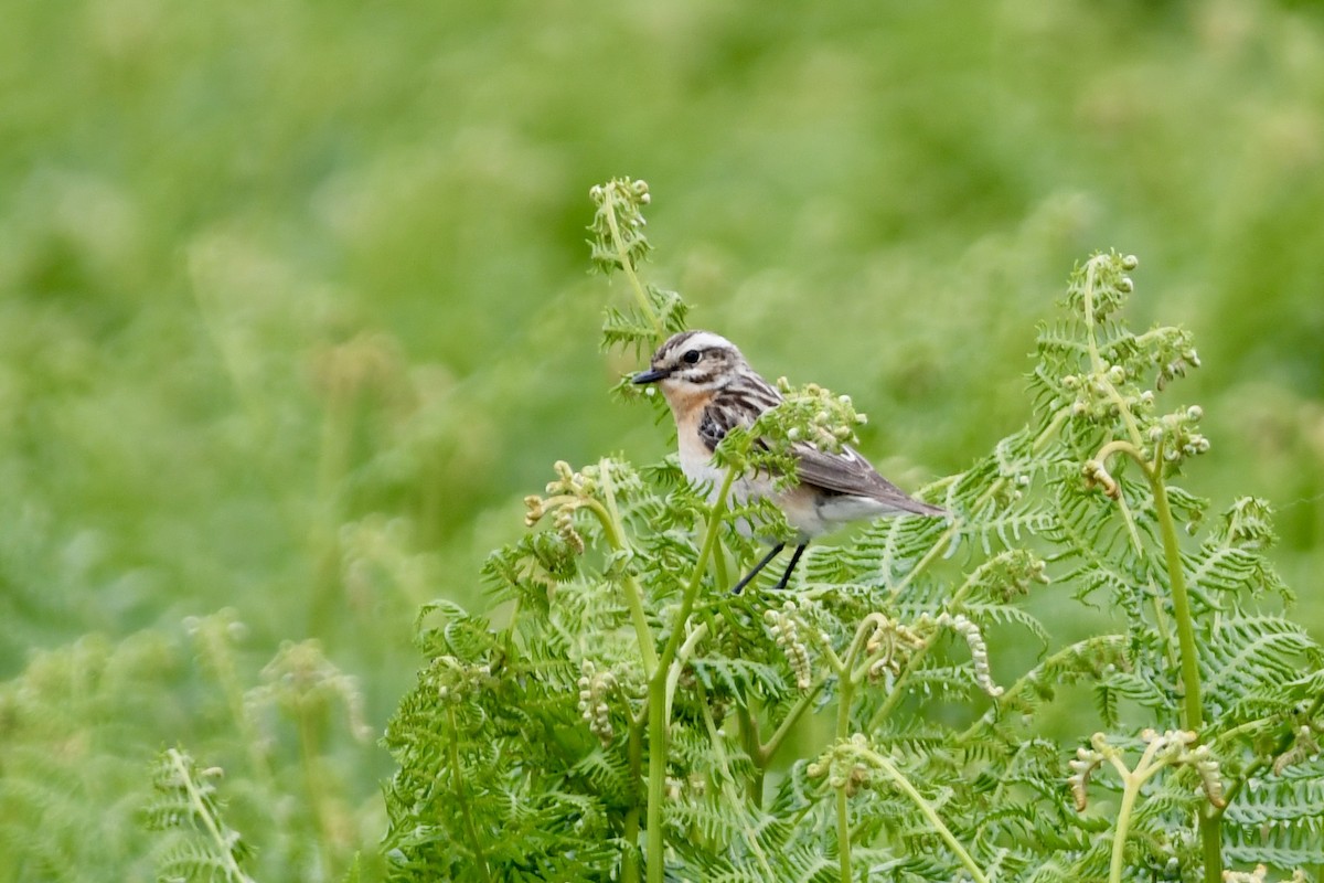 Whinchat - ML620928678