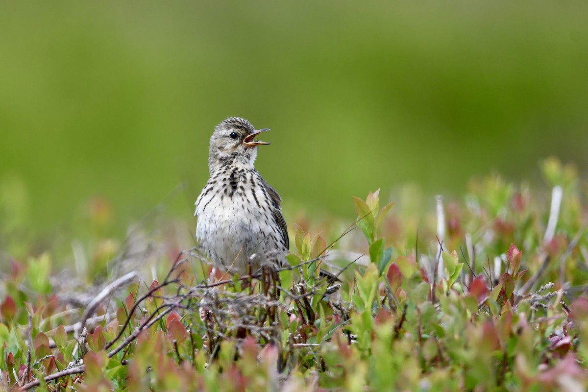 Meadow Pipit - ML620928689