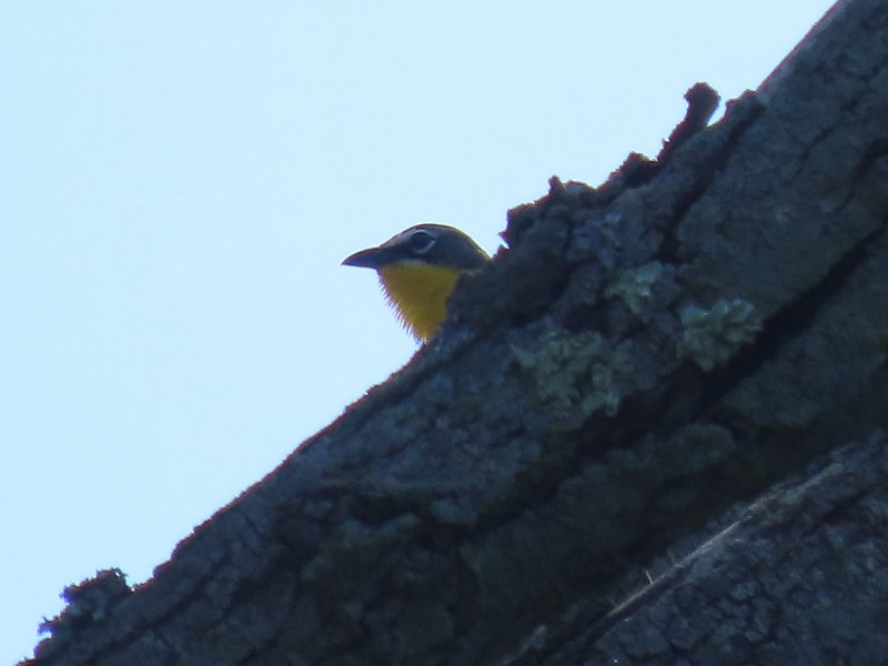 Yellow-breasted Chat - ML620928690