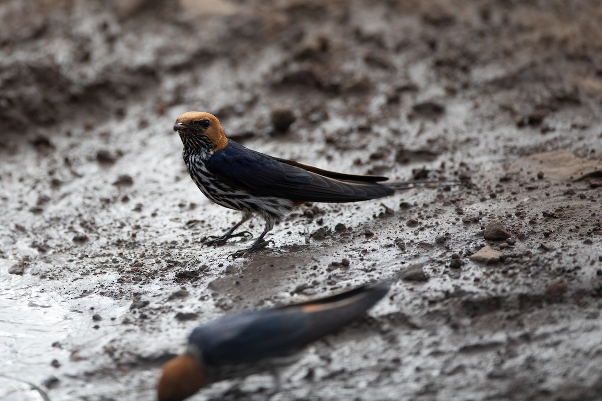 Lesser Striped Swallow - Rémi Pichard