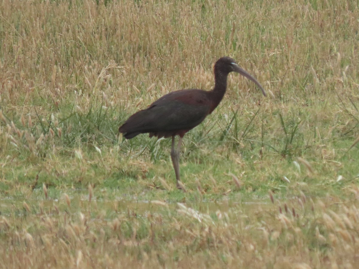 ibis hnědý - ML620928717