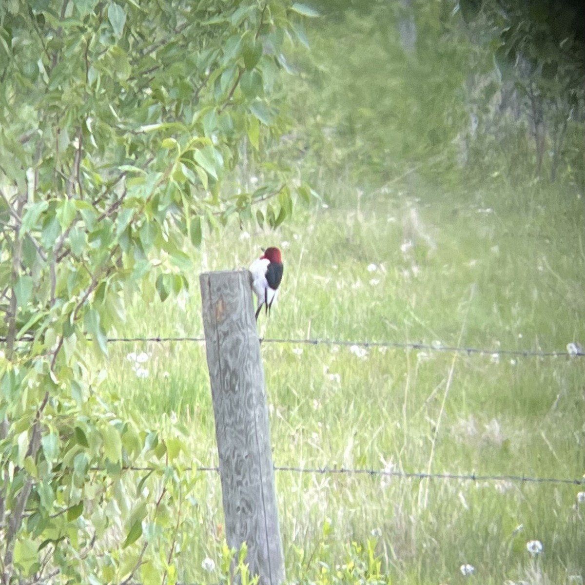 Red-headed Woodpecker - ML620928718
