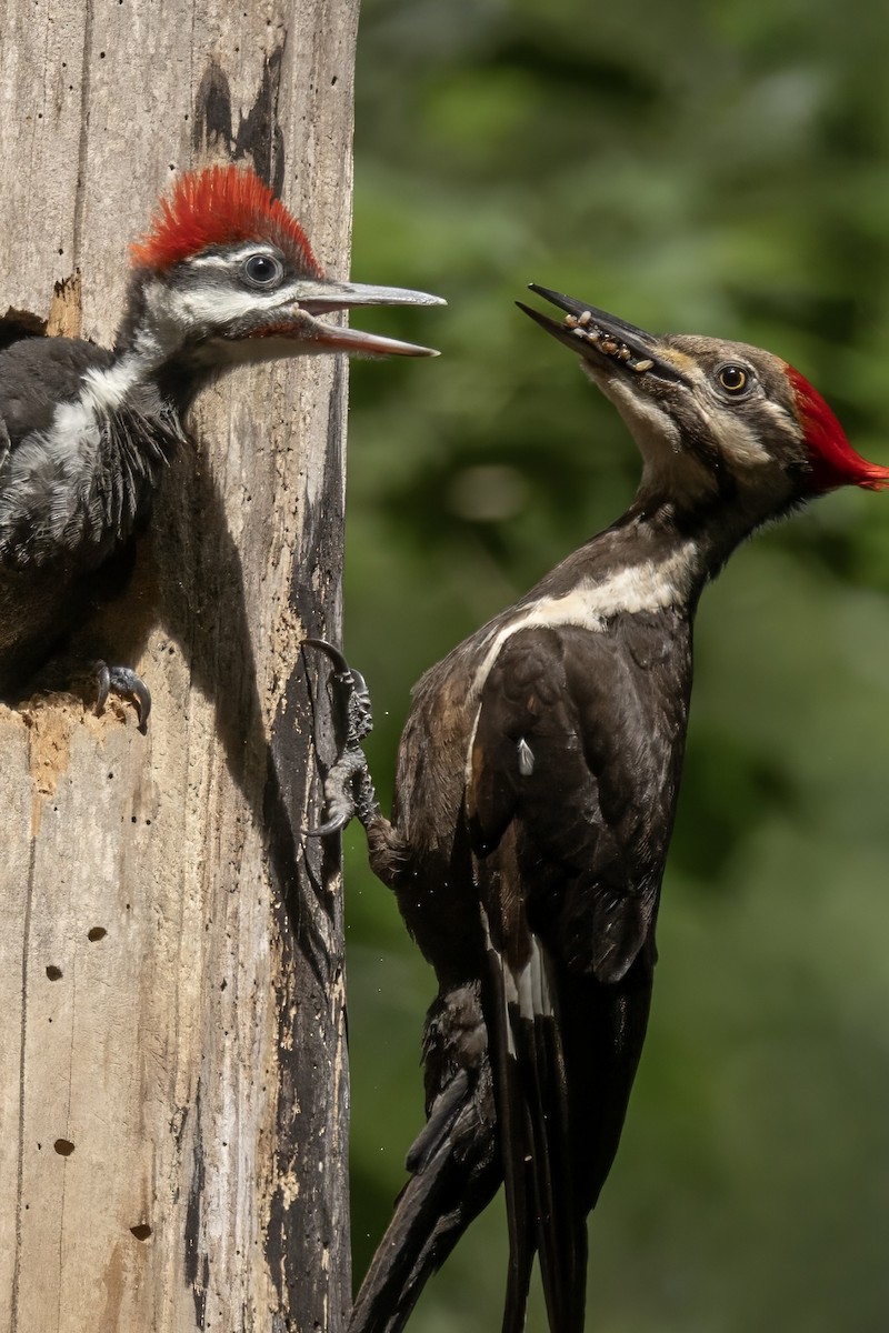 Pileated Woodpecker - Dale M