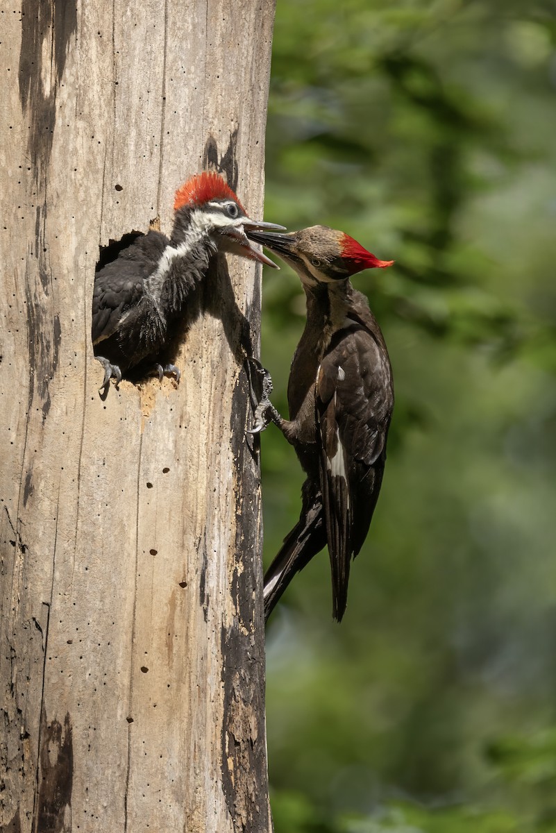 Pileated Woodpecker - ML620928722