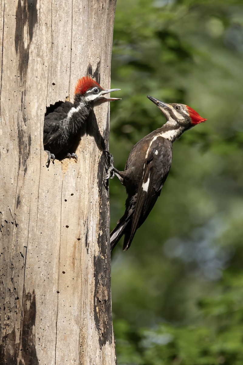 Pileated Woodpecker - ML620928723