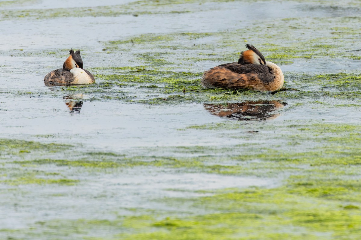 Great Crested Grebe - ML620928724