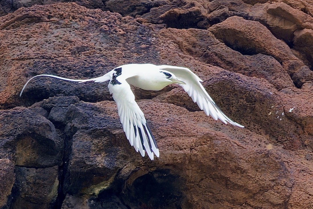 White-tailed Tropicbird - ML620928743