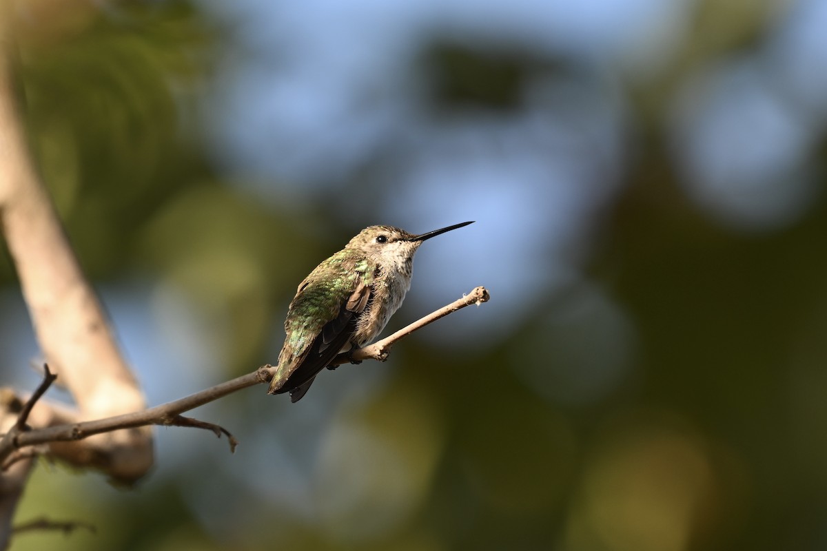 Anna's Hummingbird - ML620928747