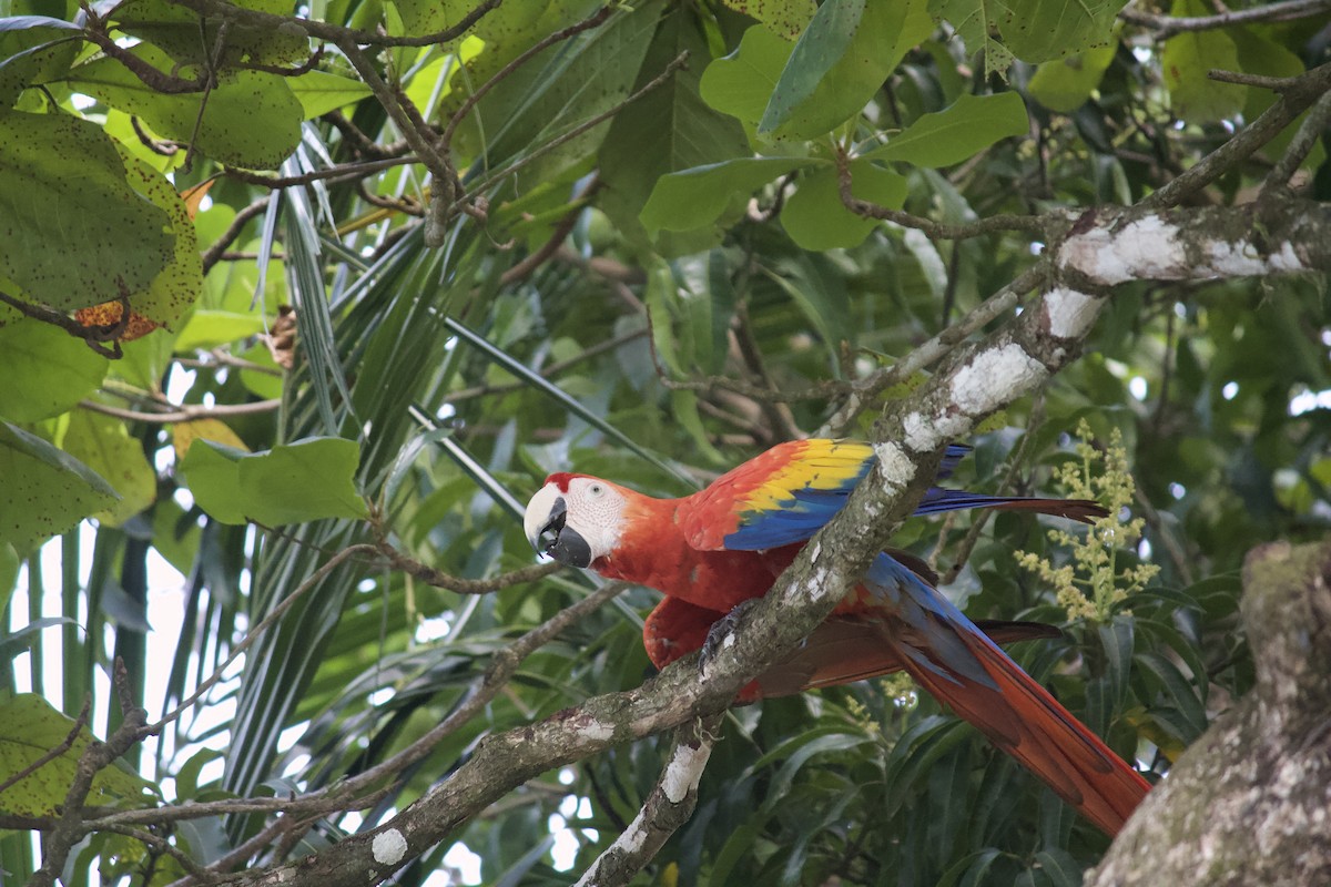 Scarlet Macaw - ML620928780