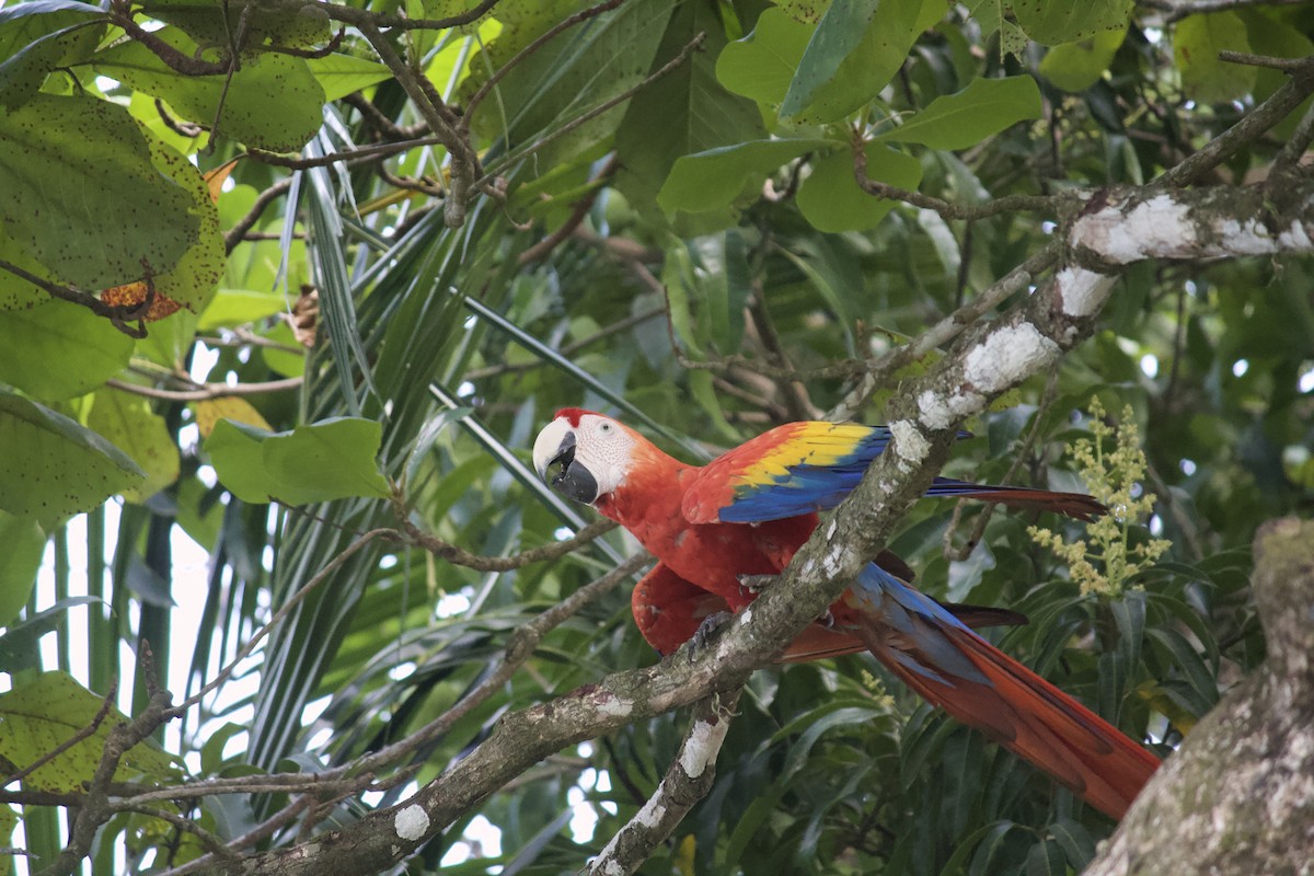 Scarlet Macaw - ML620928781