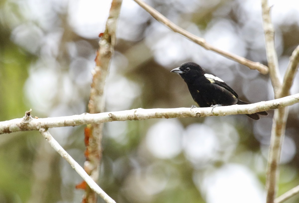 White-shouldered Tanager - ML620928784