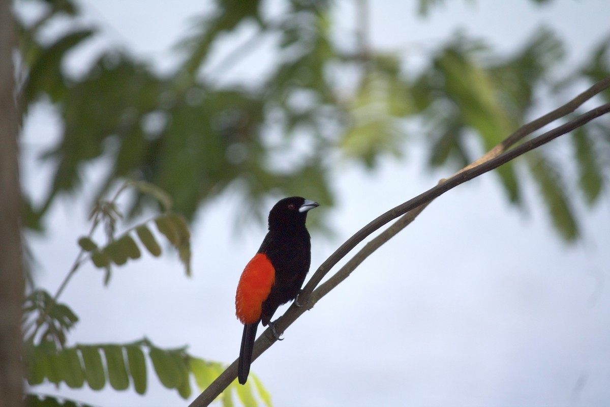 Scarlet-rumped Tanager - ML620928788