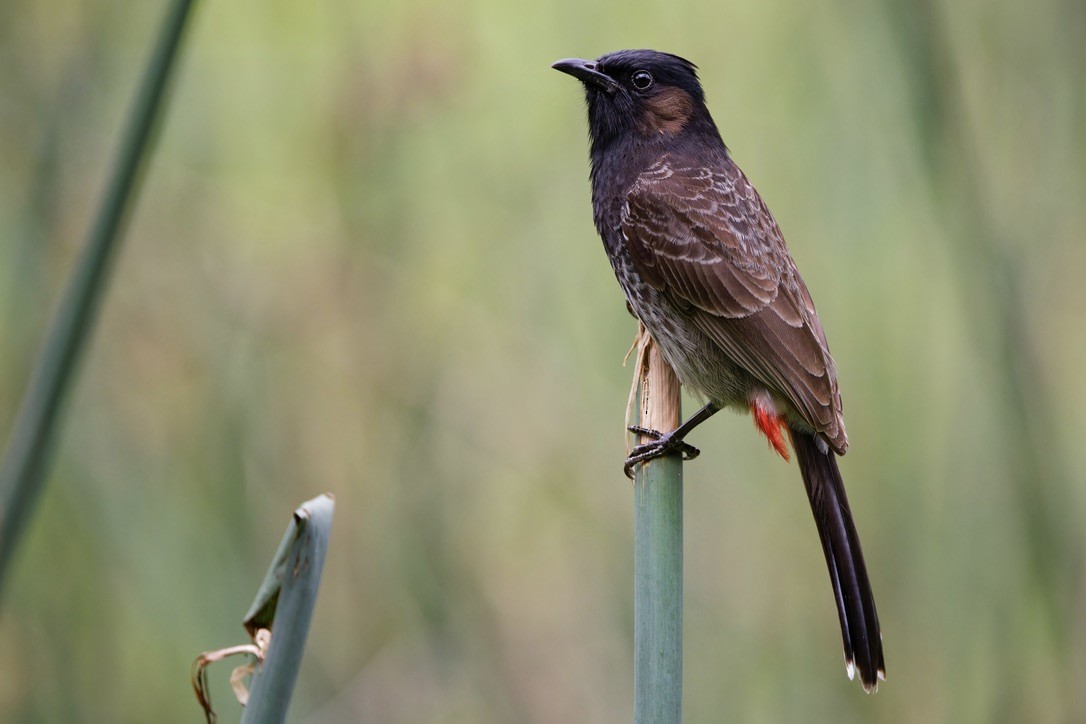 Red-vented Bulbul - ML620928793