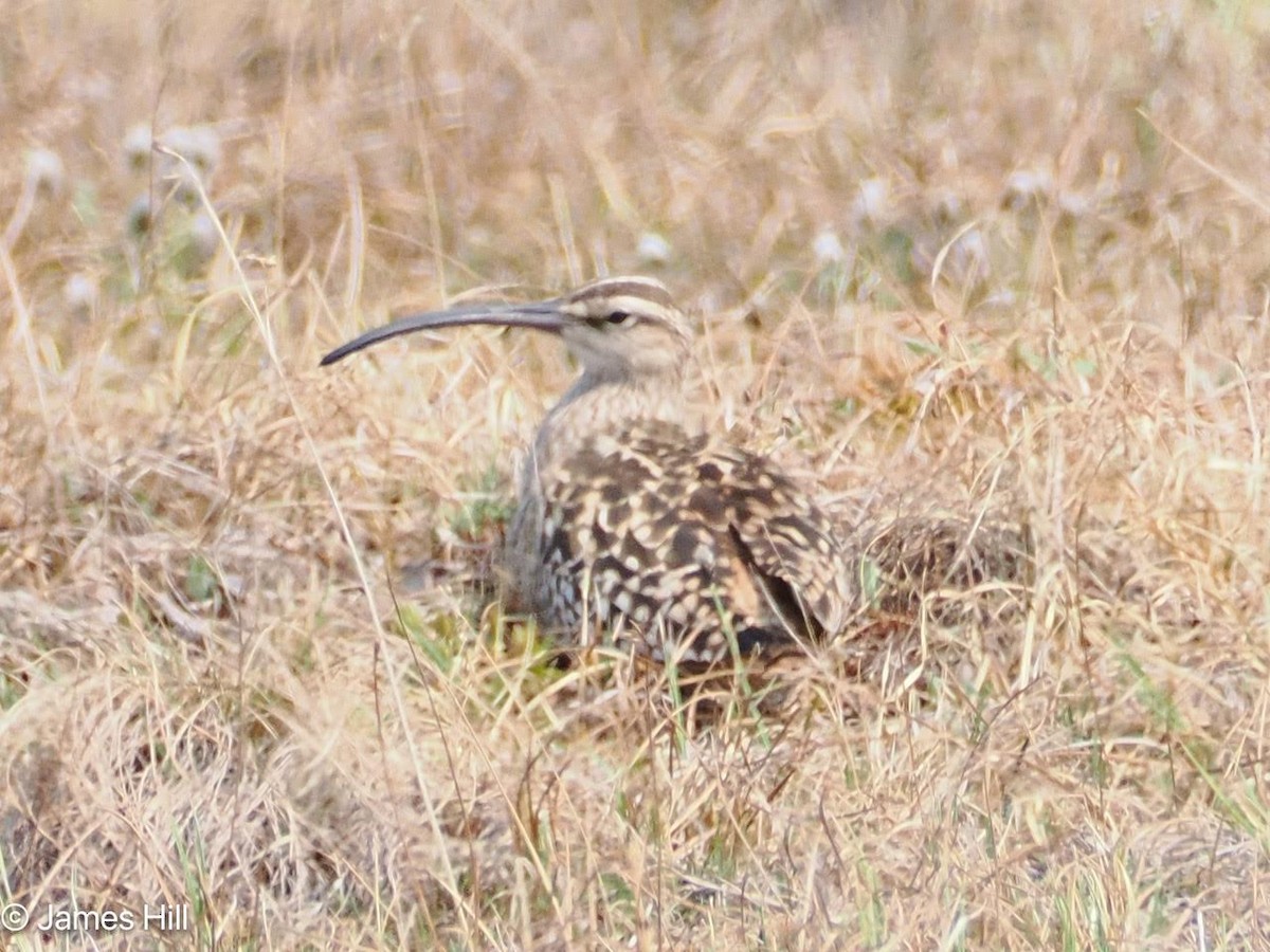 Bristle-thighed Curlew - ML620928794