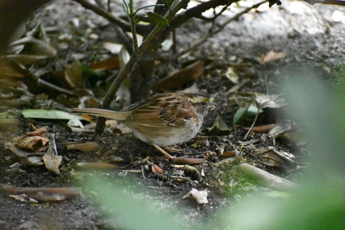 White-throated Sparrow - ML620928796