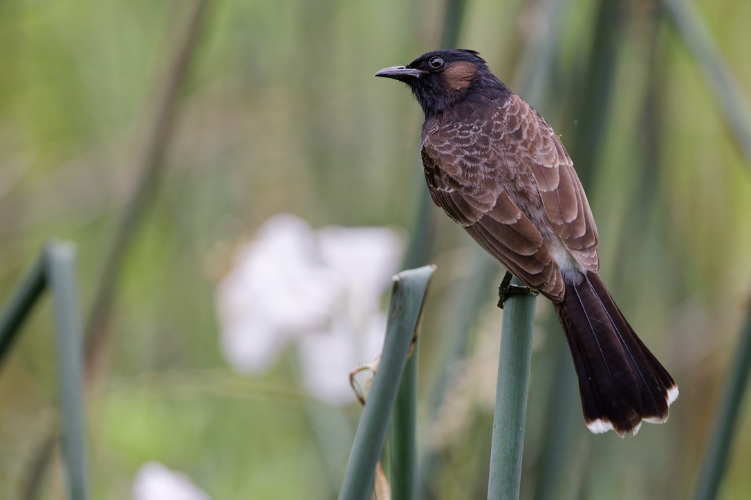 Red-vented Bulbul - ML620928799