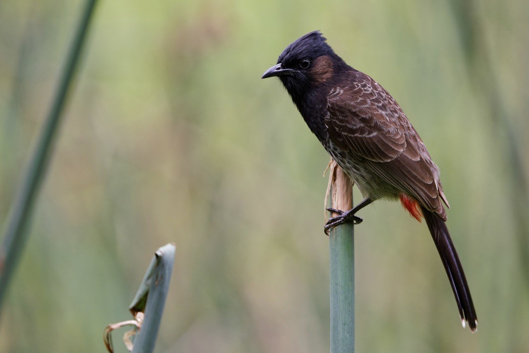 Red-vented Bulbul - ML620928802