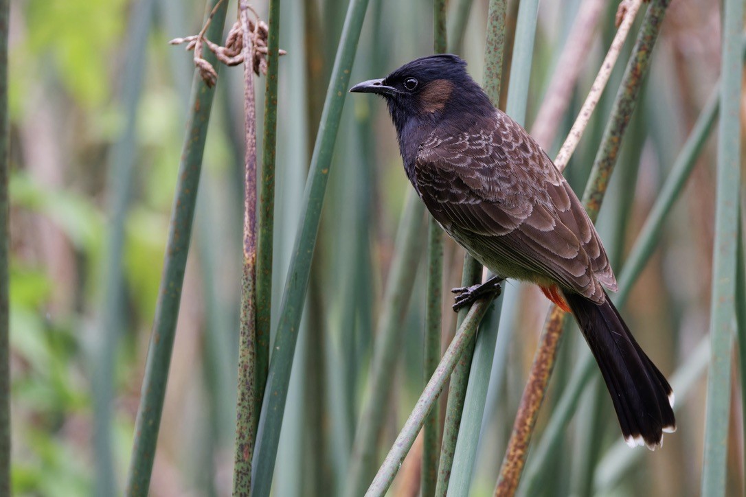 Red-vented Bulbul - ML620928808