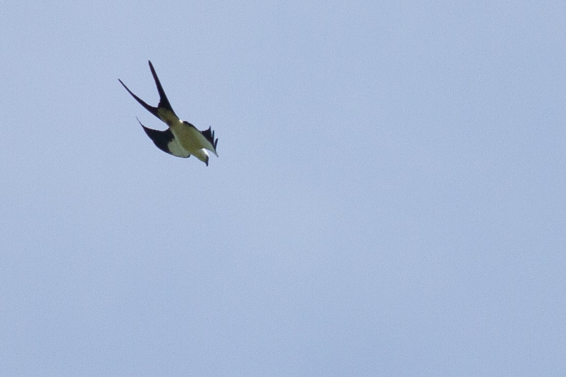 Swallow-tailed Kite - ML620928812