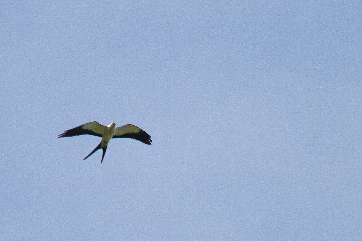 Swallow-tailed Kite - ML620928813