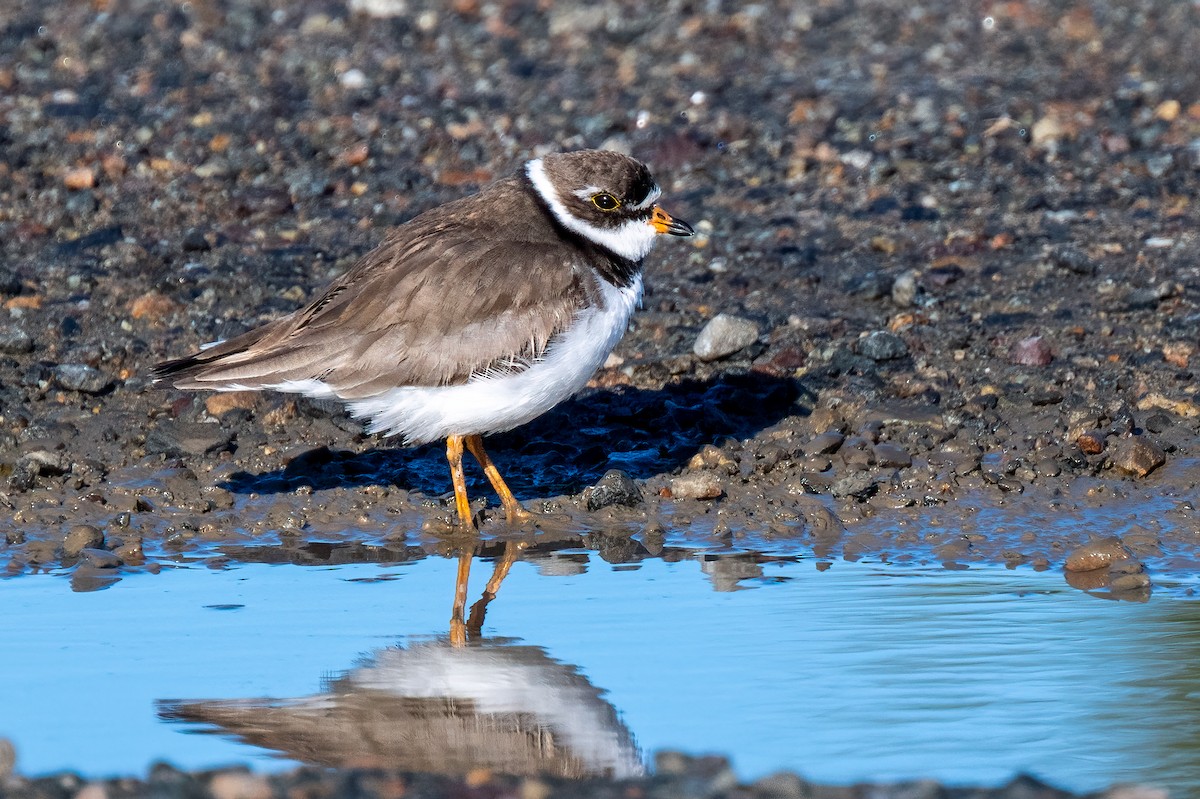 Semipalmated Plover - ML620928814