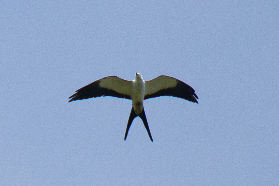 Swallow-tailed Kite - ML620928816