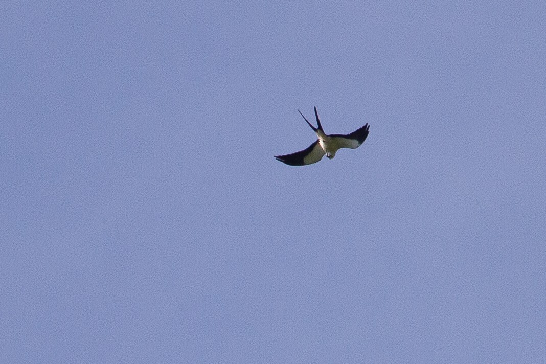 Swallow-tailed Kite - ML620928817