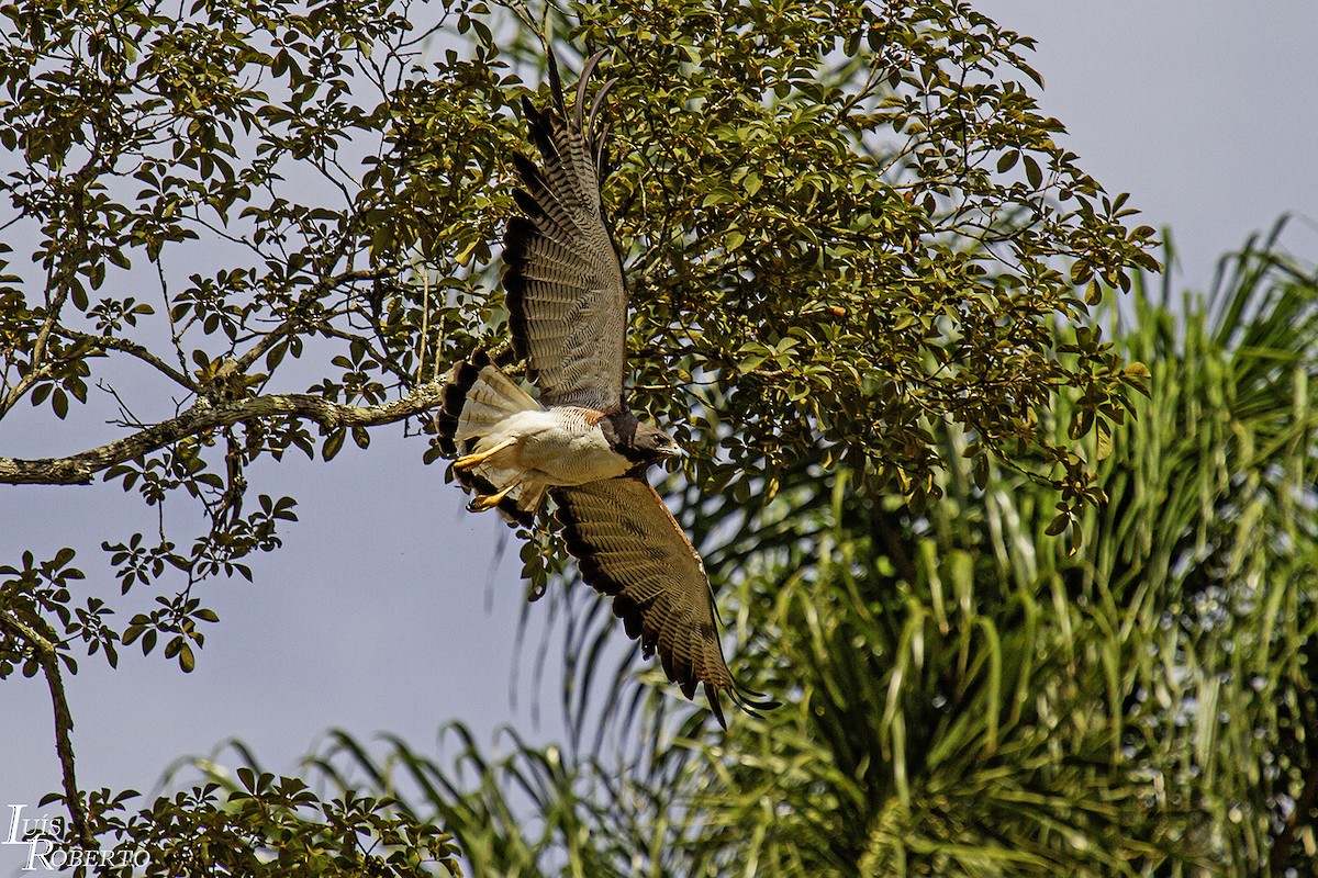 White-tailed Hawk - Luis Roberto da Silva