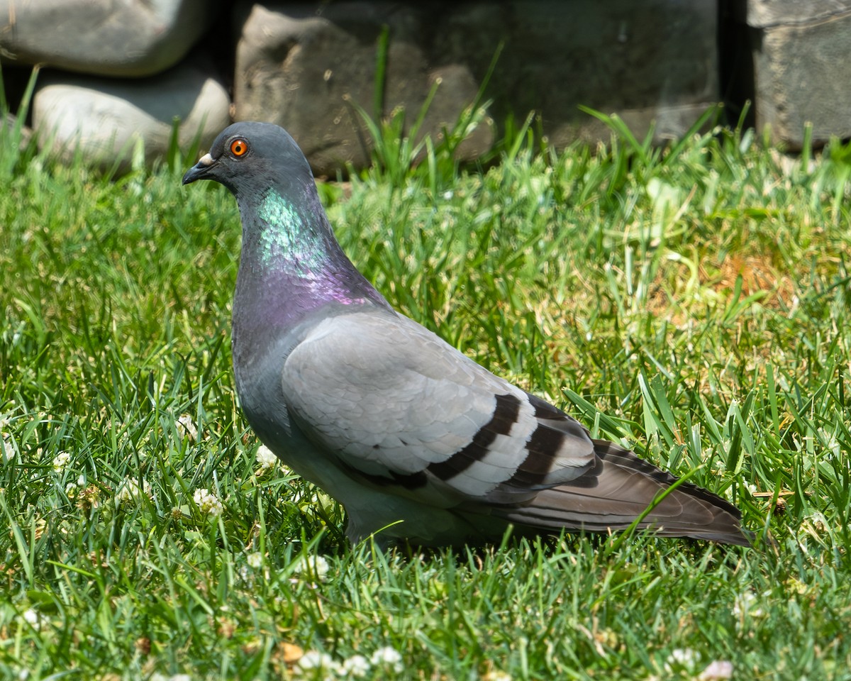 Rock Pigeon (Feral Pigeon) - ML620928857