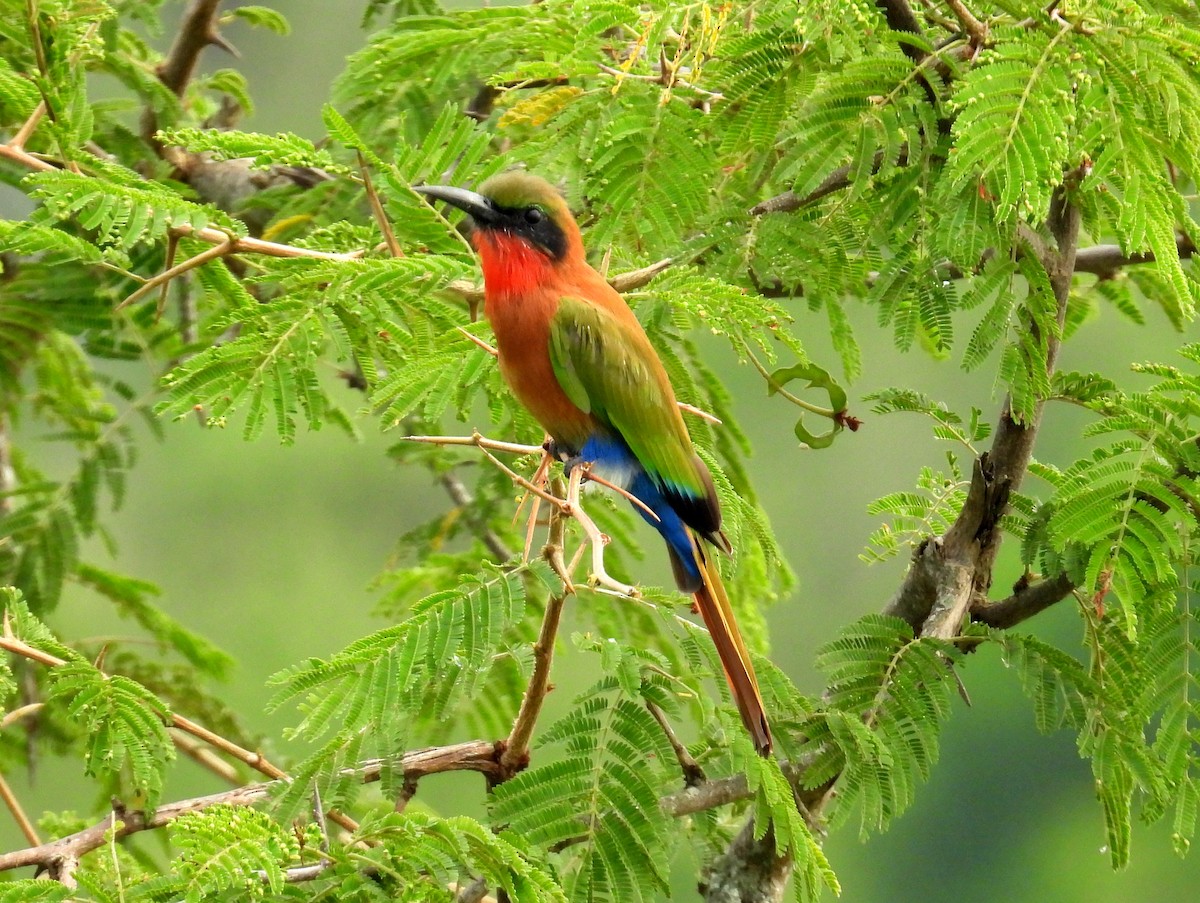 Red-throated Bee-eater - ML620928879