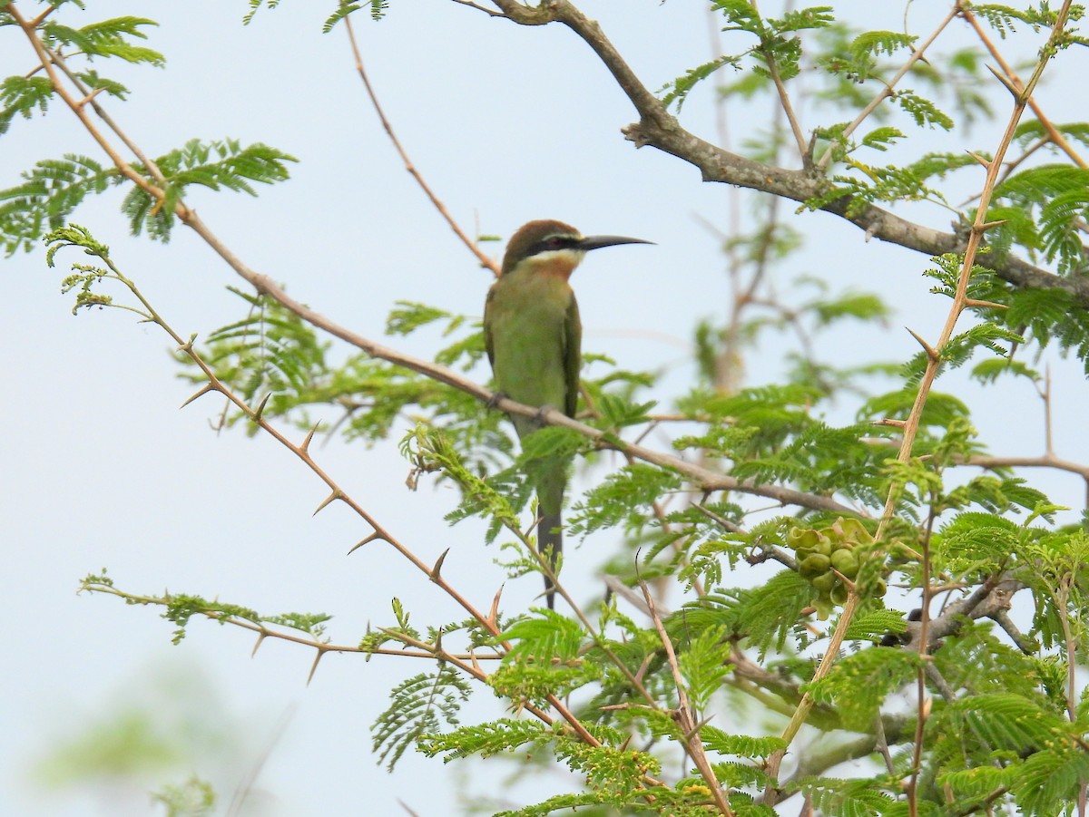 Madagascar Bee-eater - ML620928887