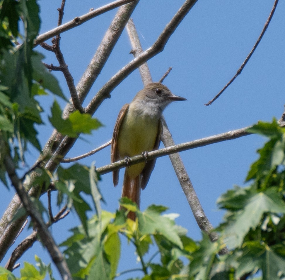 Great Crested Flycatcher - ML620928892
