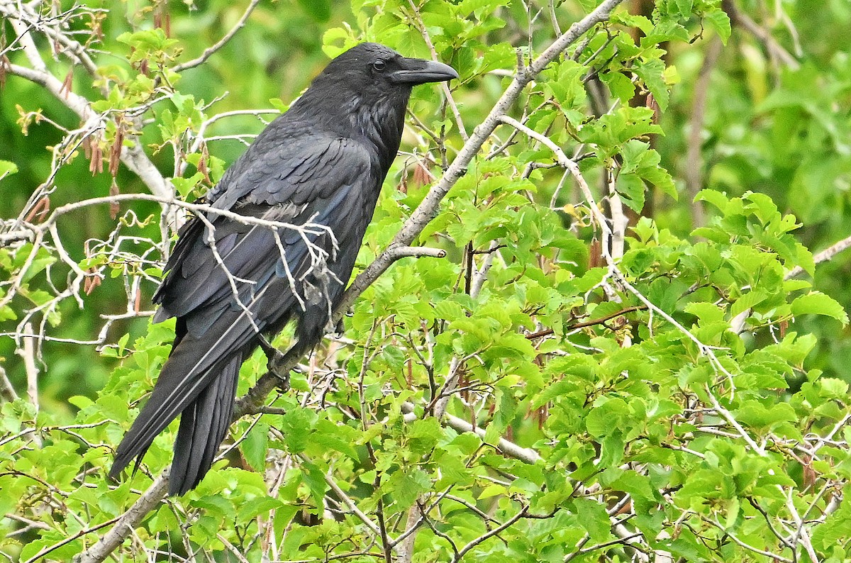 Common Raven - ML620928900