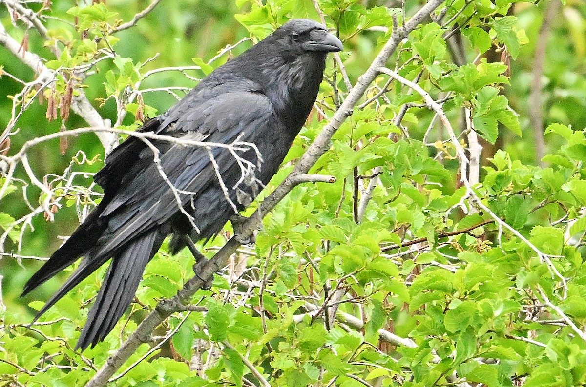 Common Raven - ML620928902