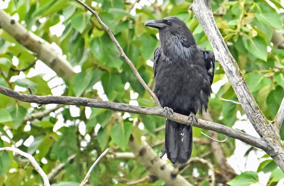 Common Raven - ML620928903