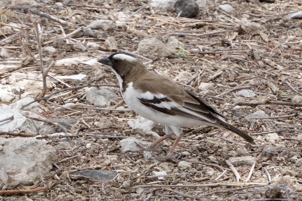 White-browed Sparrow-Weaver - ML620928921
