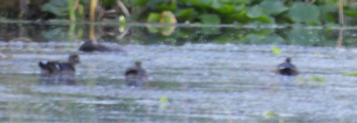 Wood Duck - ML620928938