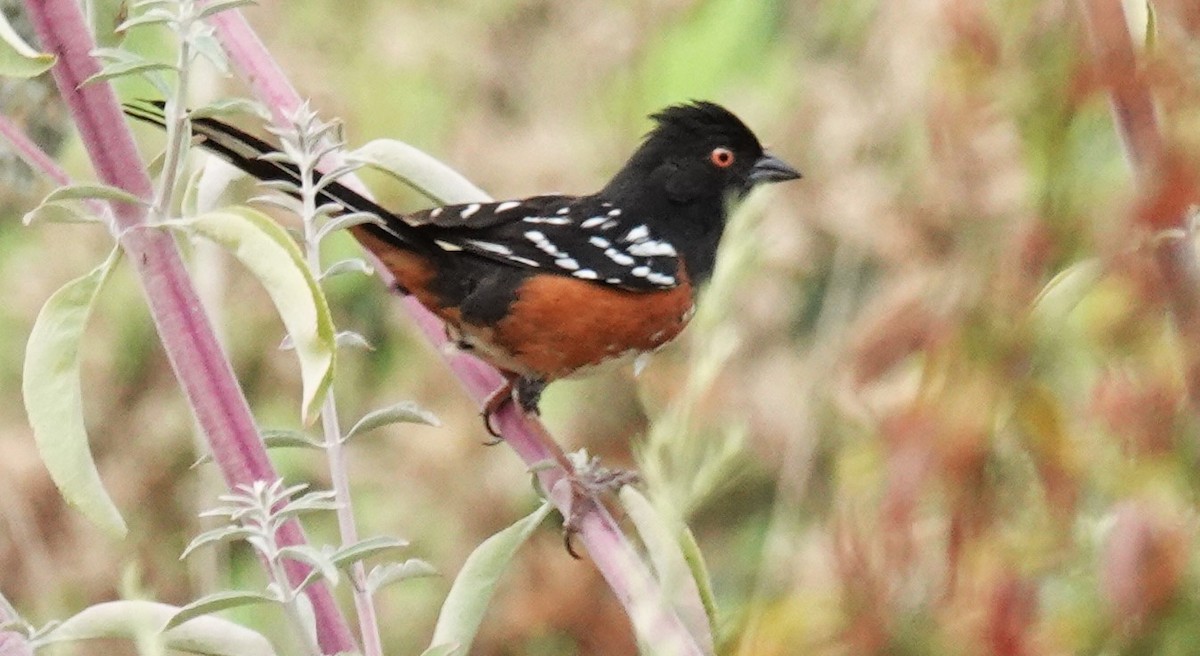 Spotted Towhee - ML620928950