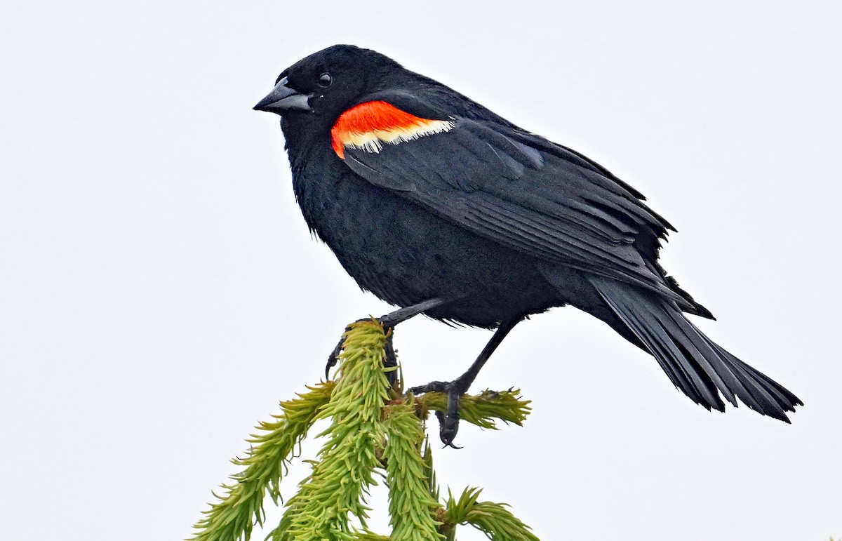 Red-winged Blackbird - ML620928953