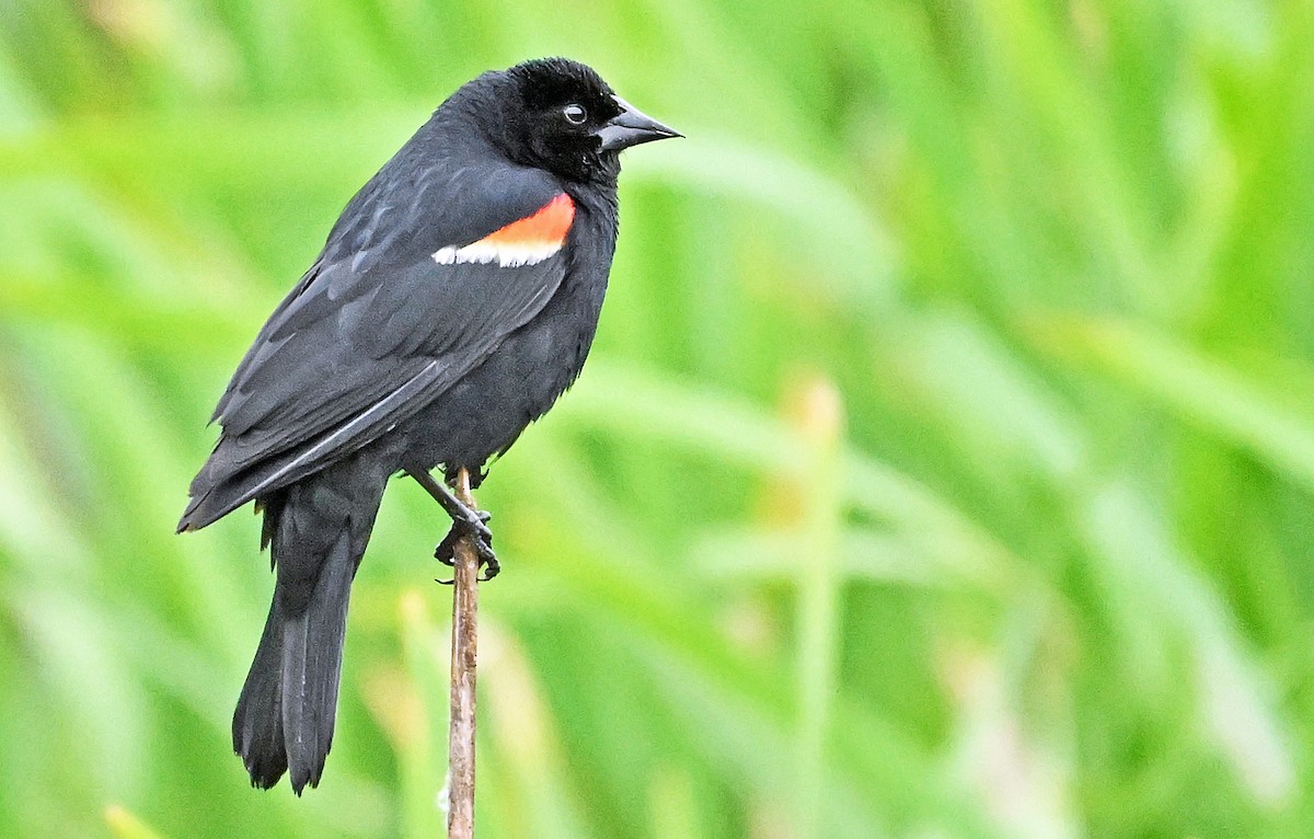 Red-winged Blackbird - ML620928955