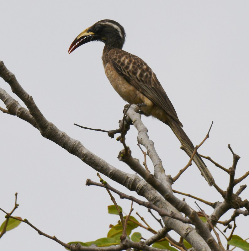 African Gray Hornbill - ML620928972