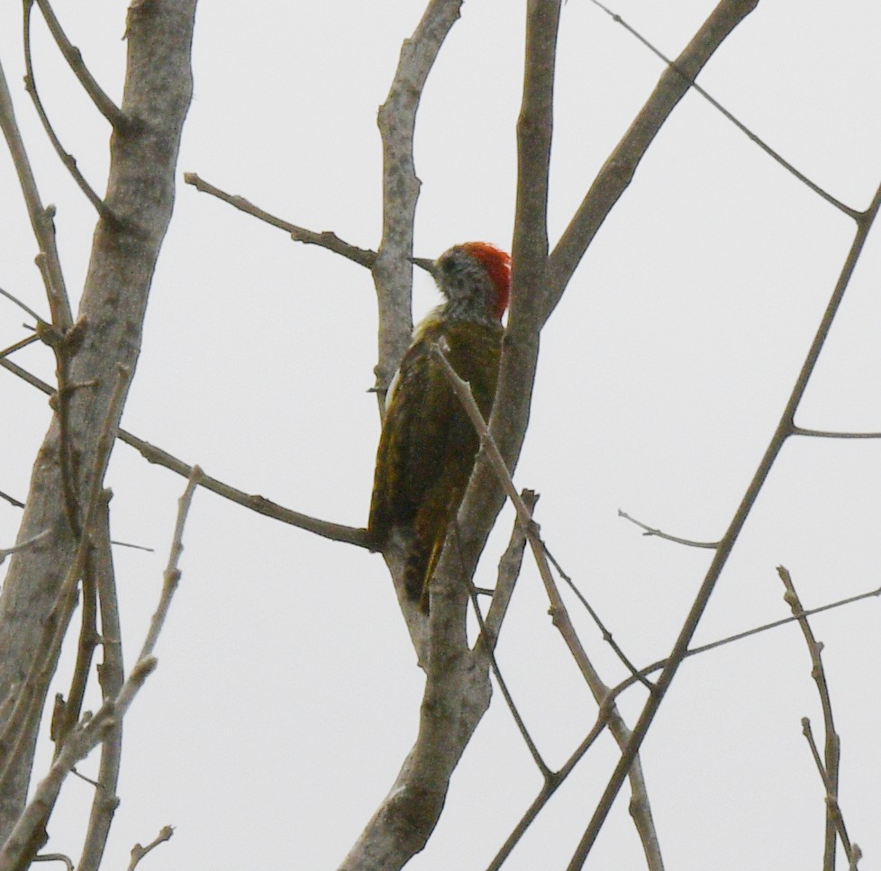 African Gray Woodpecker - ML620928977