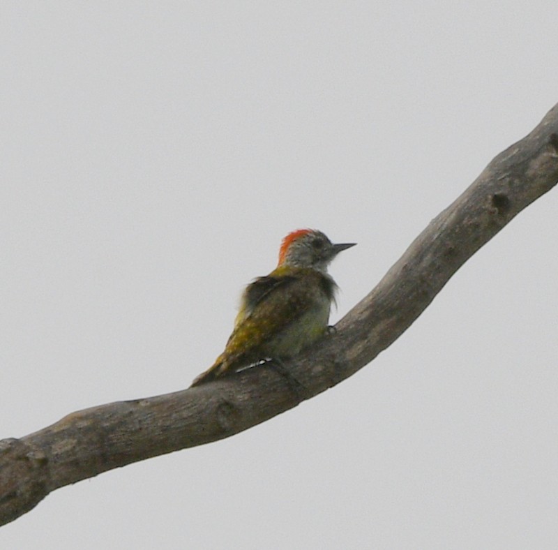African Gray Woodpecker - ML620928978