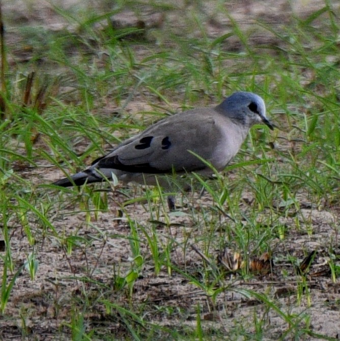 Black-billed Wood-Dove - ML620928999