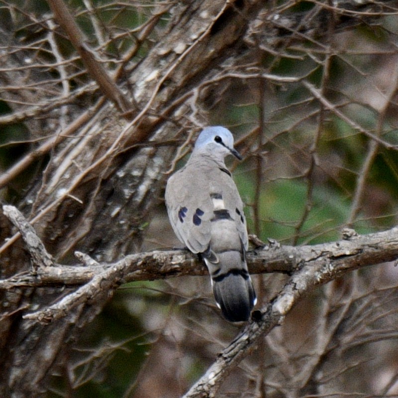 Black-billed Wood-Dove - ML620929000